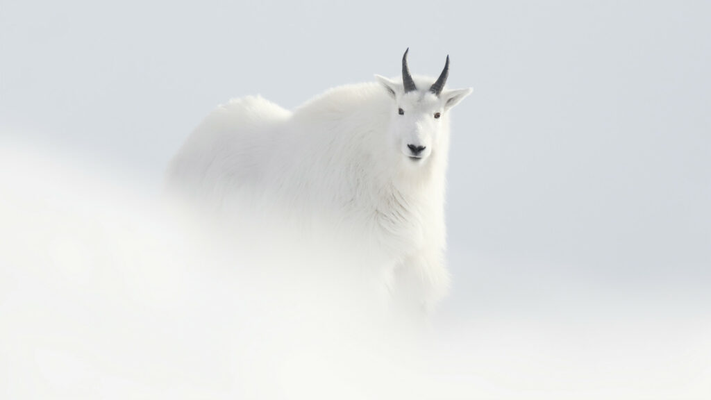 Photo 2 A White Dream