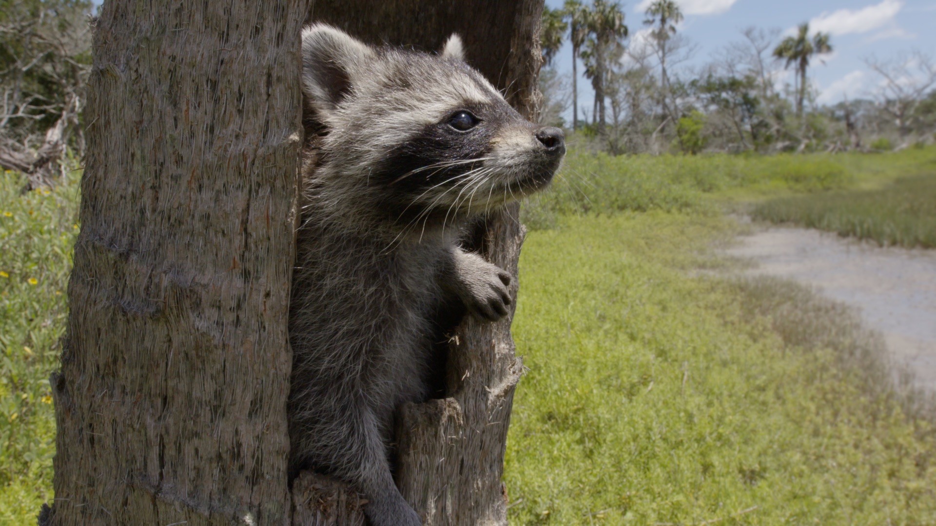 Photo 1 Raccoons