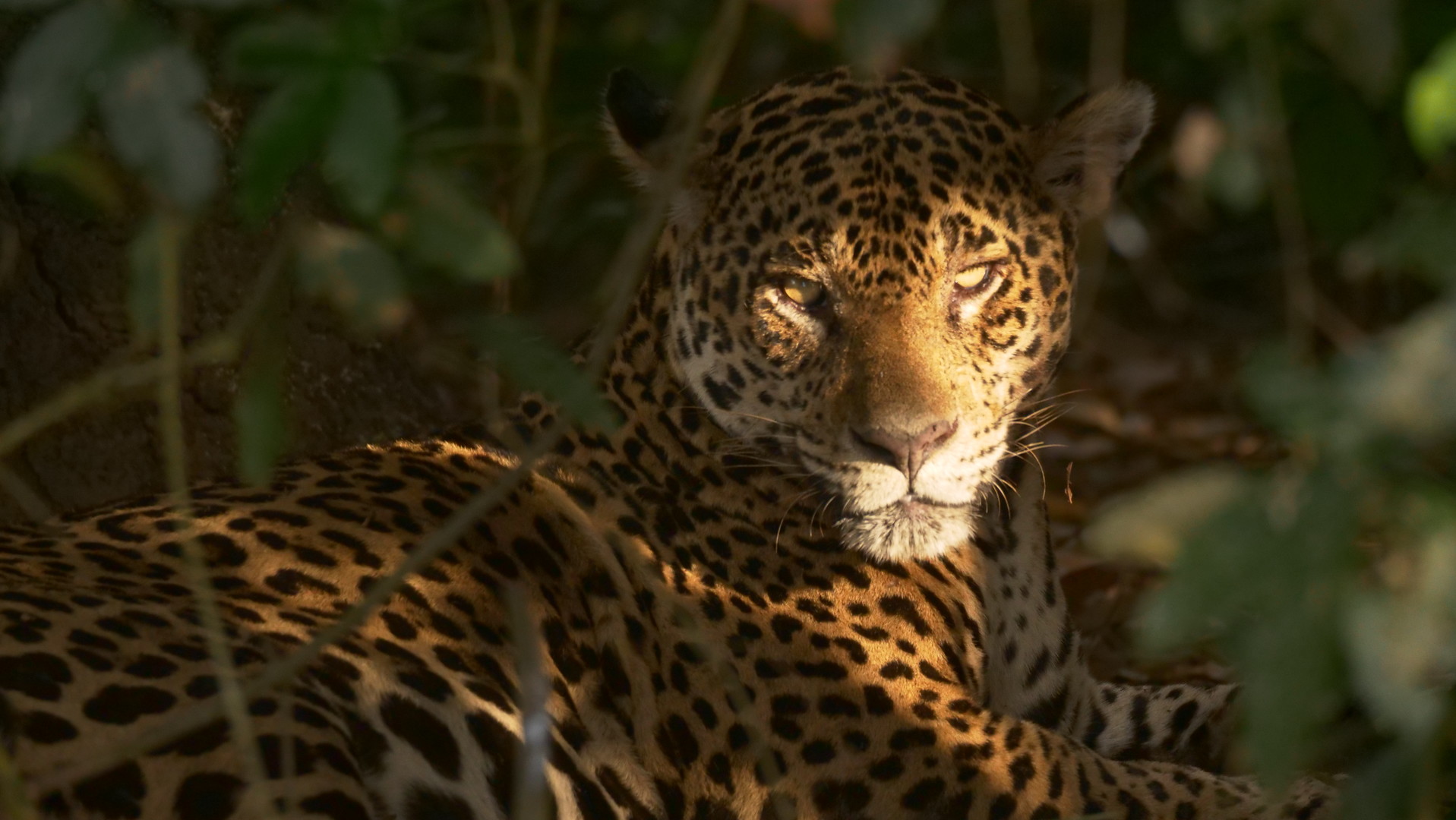 Photo 2 Pantanal