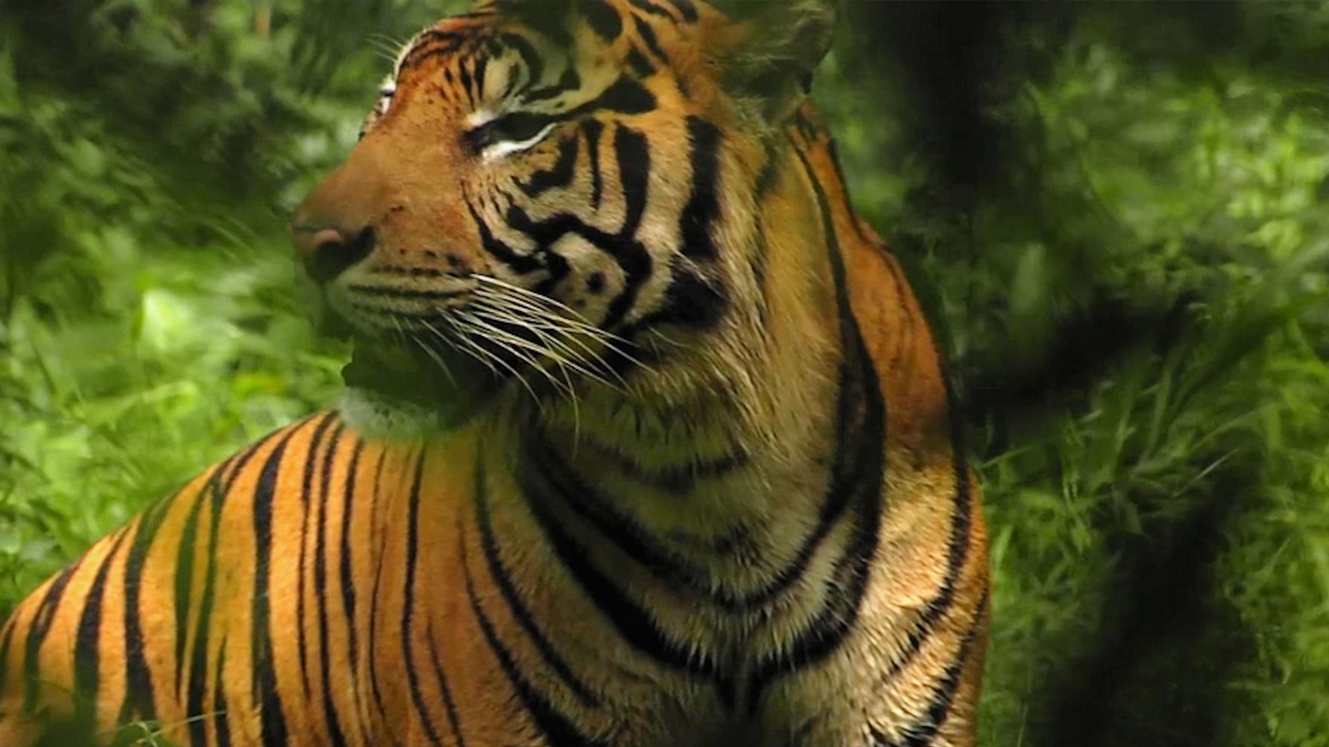 Photo 2 Sumatra
