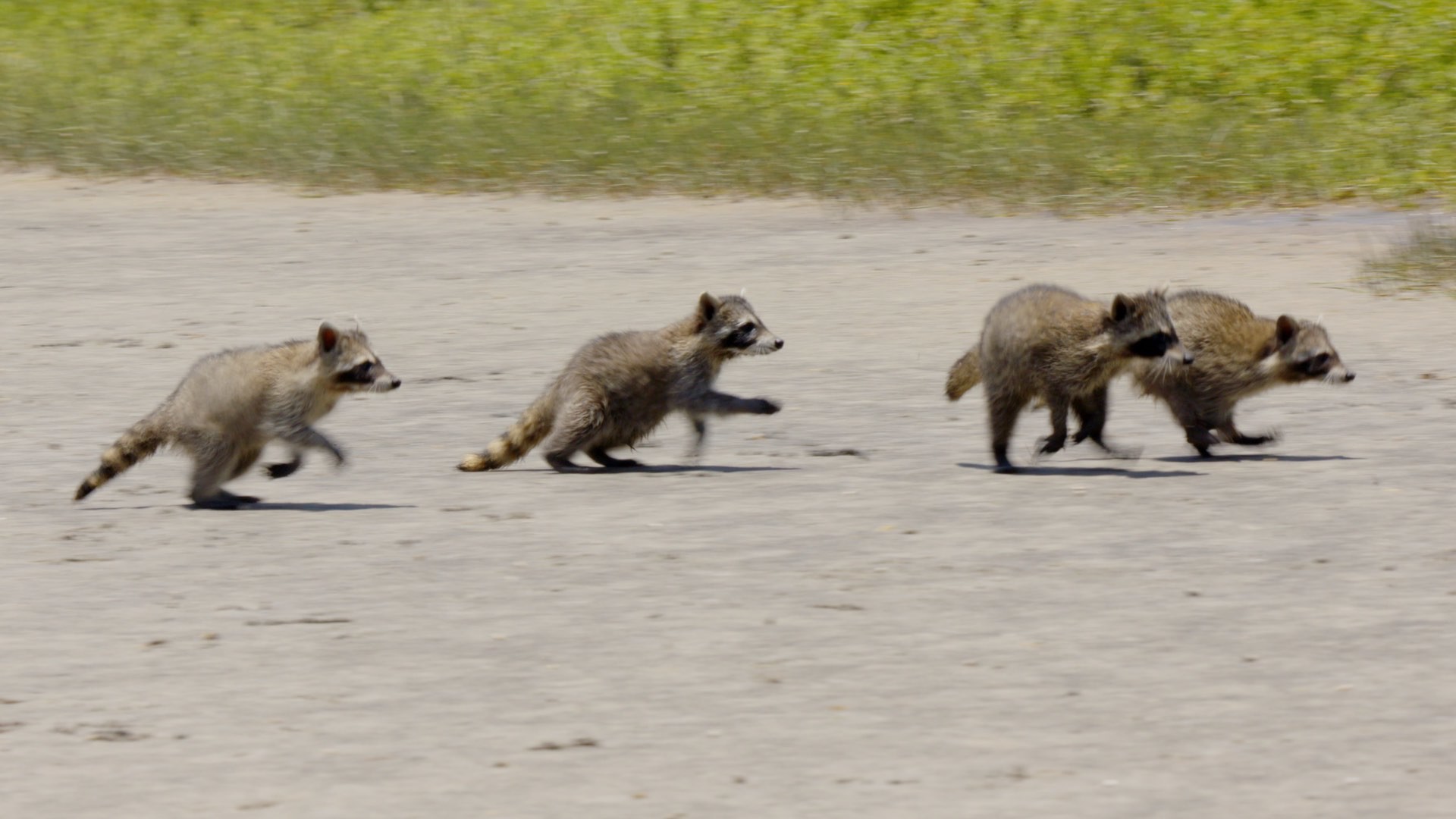 Photo 3 Raccoons