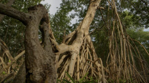 Photo 1 Red_Mangrove_Tree_02_3.132.1