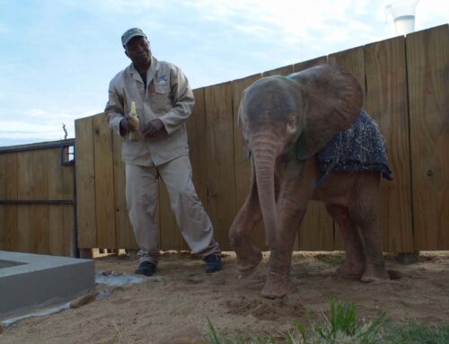 Diary of an elephant orphan