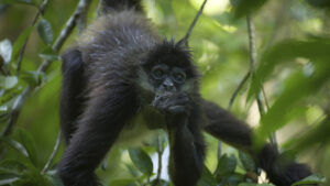 Photo 2 Spider_Monkey_02_3.523.1