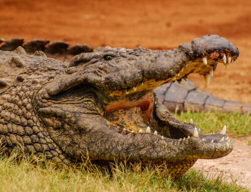 The Secret Ways of Crocodiles