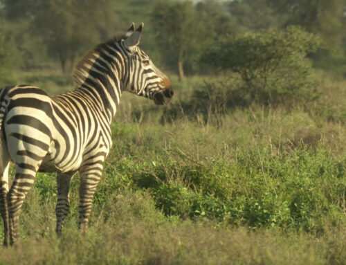 Zebras of the Serengeti